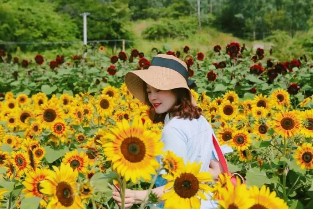 攀枝花這里2萬(wàn)余株向日葵甜蜜綻放